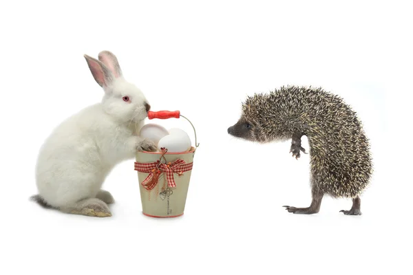 Hase und Igel neben einem Eimer mit Ostereiern — Stockfoto