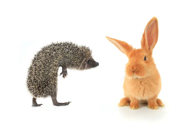 Jeż i brązowy królik — Zdjęcie stockowe