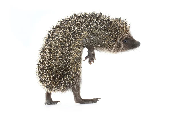 One hedgehog going — Stock Photo, Image