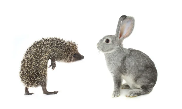Hérisson et lapin gris — Photo