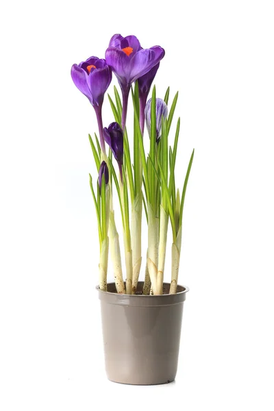 Blomkruka med lila krokusar — Stockfoto
