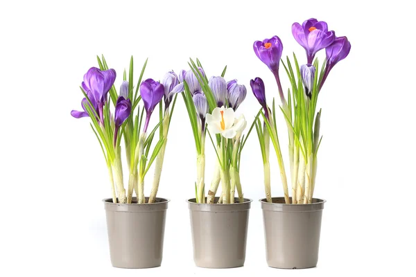 Group purple crocuses — Stock Photo, Image