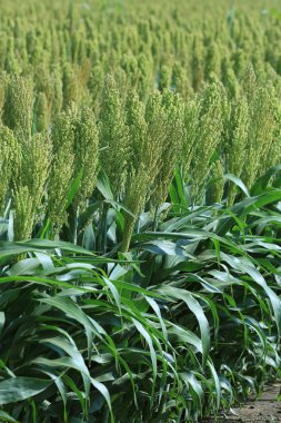 Sorghum veya Millet alanı