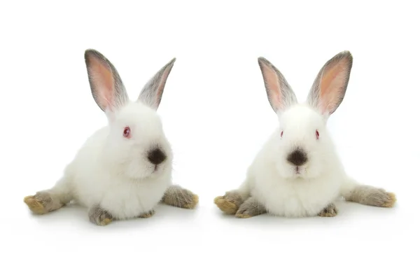 Dwa białe króliki — Zdjęcie stockowe