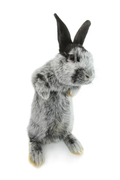 Lindo conejo gris —  Fotos de Stock
