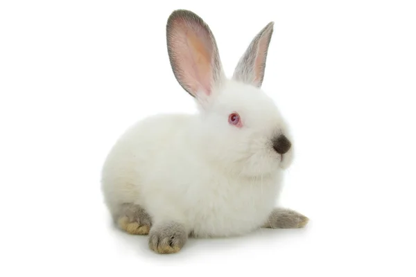 White cute  rabbit — Stock Photo, Image