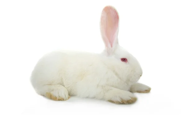 Lapin blanc mignon — Photo