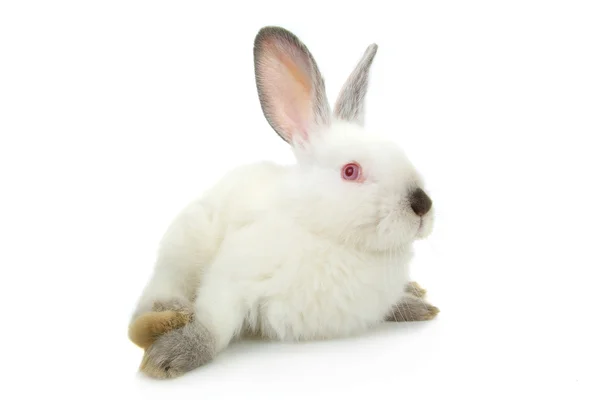 Lapin blanc mignon — Photo