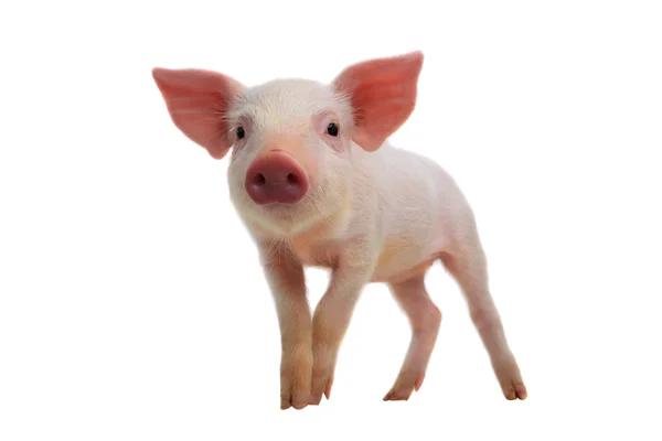 Petit cochon mignon — Photo