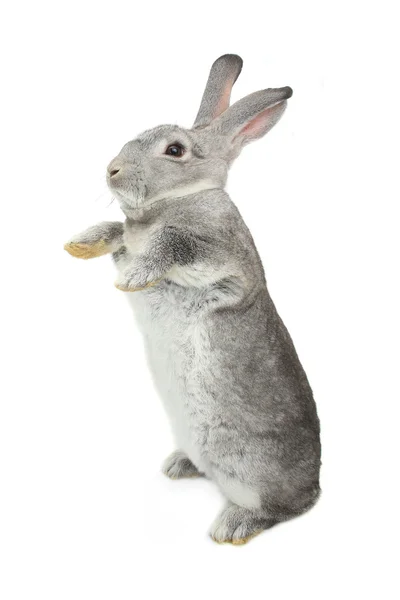 Кролик, стоящий на задних лапах — стоковое фото