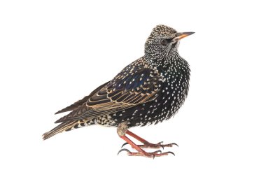 Starling (Sturnus vulgaris)