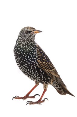 Starling (Sturnus vulgaris)