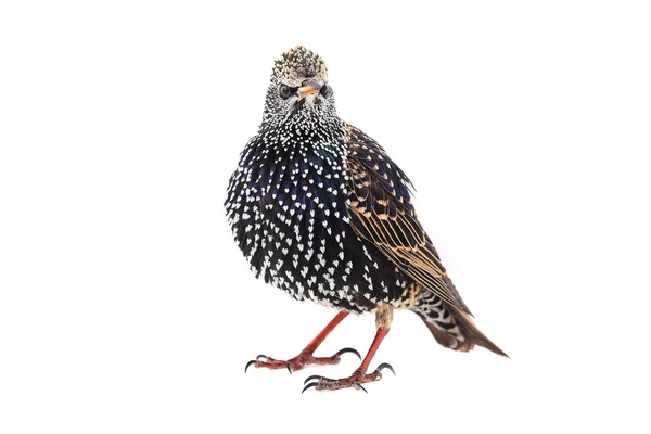 Seregélyfélék (sturnus vulgaris) — Stock Fotó