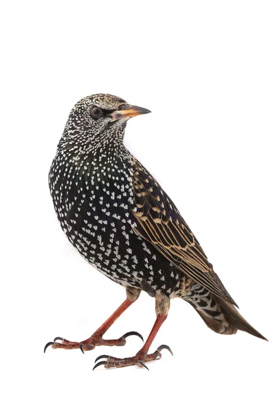 Starling (Sturnus vulgaris) — Stock Photo, Image
