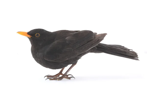 Turdus merula - blackbird — Stockfoto