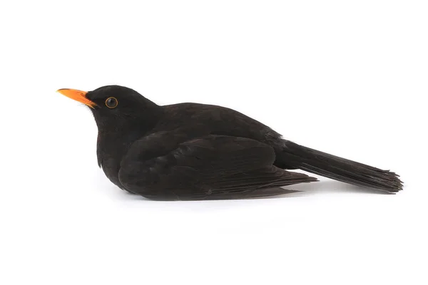 Turdus merula - merle noir — Photo