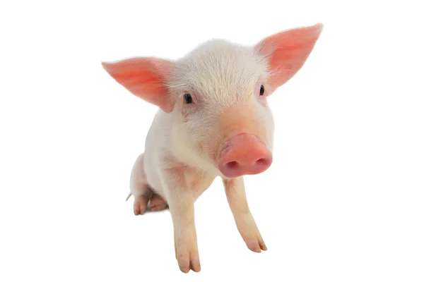 귀여운 작은 돼지 — 스톡 사진