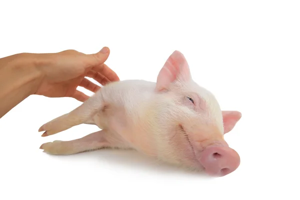 Hand streichelt kleines Schwein — Stockfoto