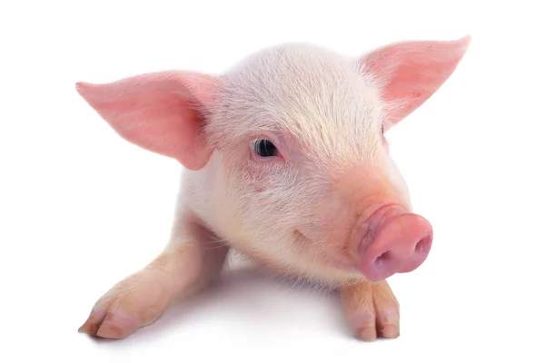 작은 귀여운 돼지 — 스톡 사진