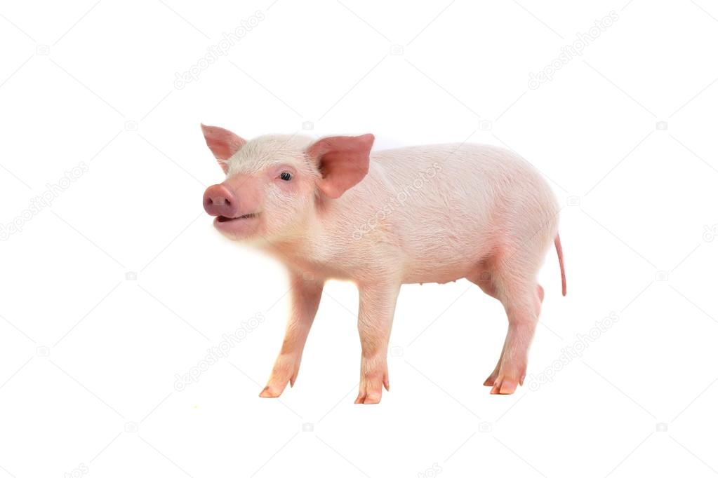 Pig with an open mouth