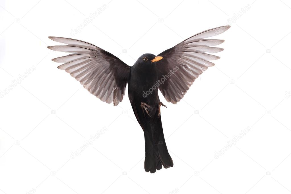 Turdus merula - a blackbird in flight