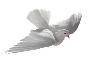 Uçuşta beyaz güvercin