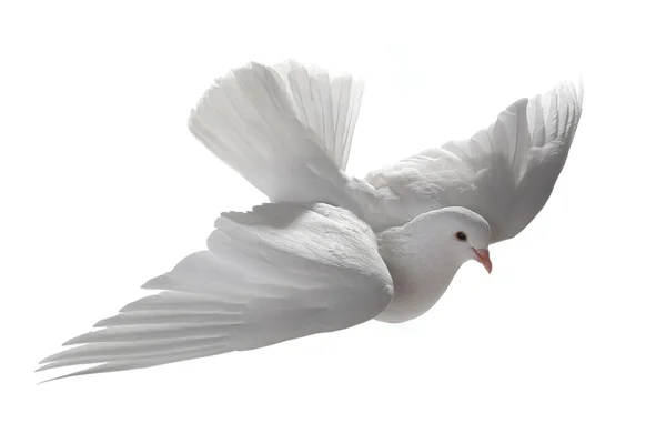 Почтовый голубь. Голубь с письмом. Голубь почтальон. Голубиные письма. Голубиная почта.