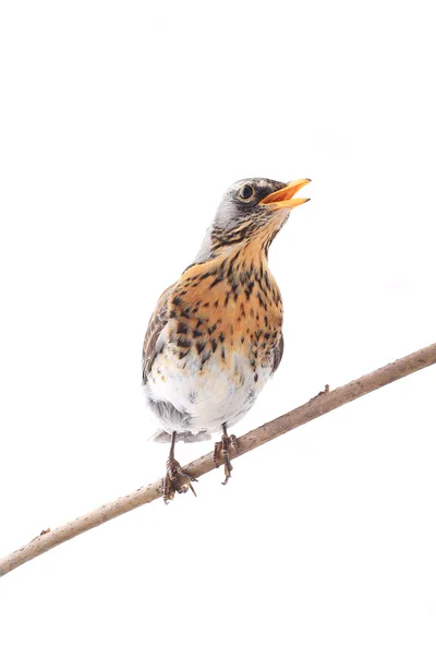 Thrush bird  on the branch — Stock Photo, Image