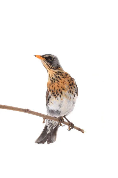 Thrush bird  on the branch — Stock Photo, Image
