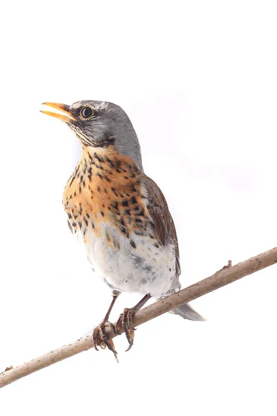 Trast fågel på en gren — Stockfoto