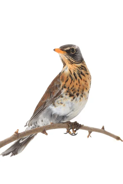 Thrush bird  on the branch — Stock Photo, Image