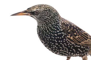 Starling (Sturnus vulgaris)