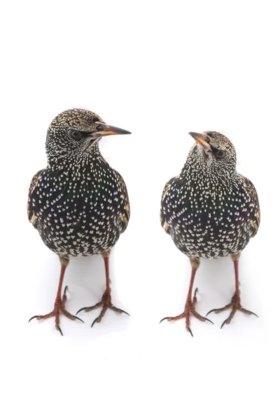 Två starling fåglar — Stockfoto