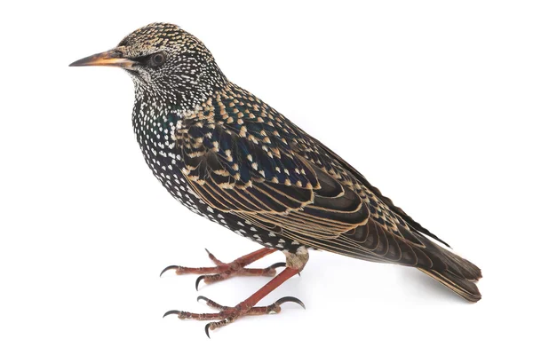 Seregélyfélék (sturnus vulgaris) — Stock Fotó