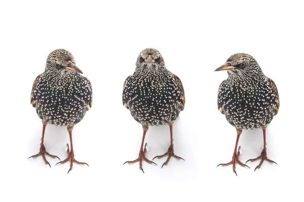 Trois oiseaux étourneaux — Photo