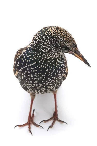 Starling (Sturnus vulgaris) — Stock Photo, Image