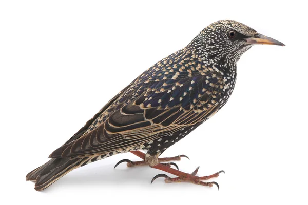 Starling (Sturnus vulgaris) — 스톡 사진