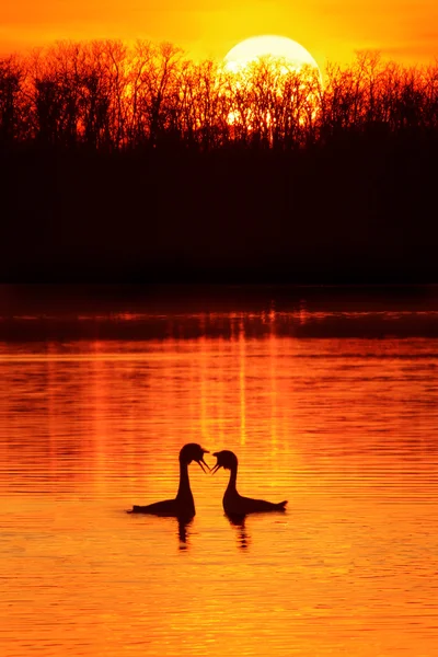 Gran Grebe Crestado . — Foto de Stock