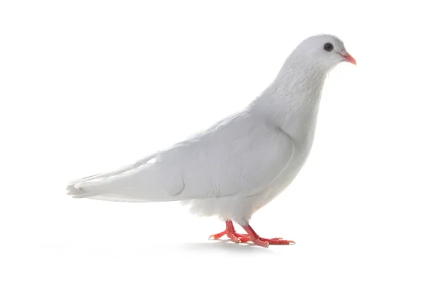 Bílý holub - symbol míru — Stock fotografie