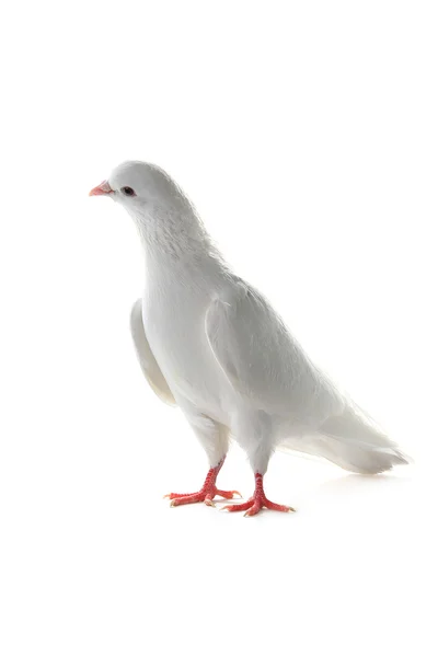 Pigeon blanc - symbole de paix — Photo