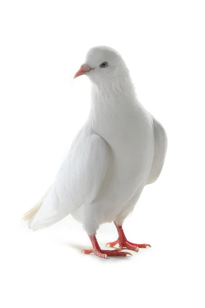 Witte duif - symbool van de vrede — Stockfoto