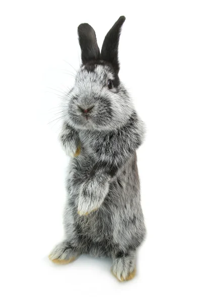 灰色毛茸茸的兔子 — 图库照片