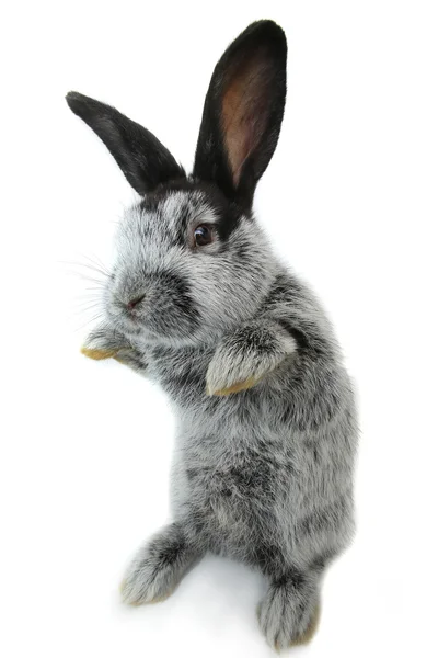 Gray  fluffy rabbit — Stock Photo, Image