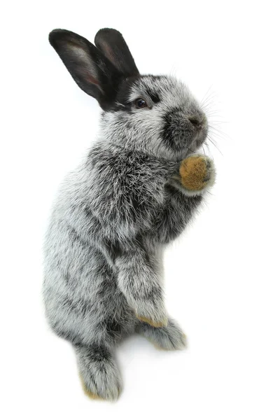 Lapin moelleux gris — Photo