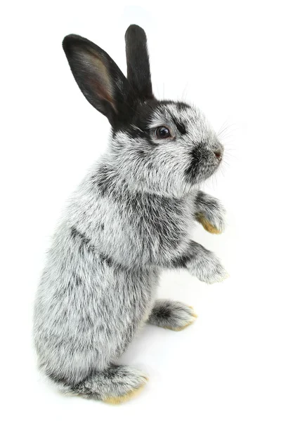 グレーのふわふわウサギ — ストック写真