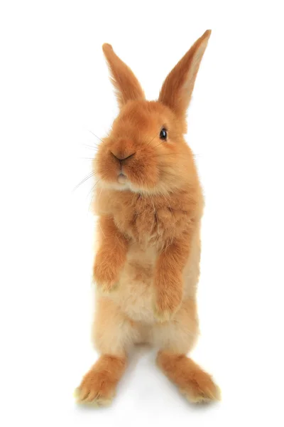 Standing fluffy rabbit — Stock Photo, Image