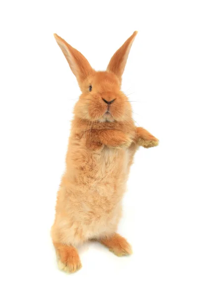 Стоящий пушистый кролик — стоковое фото