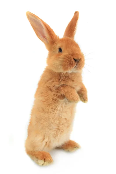 Stehendes flauschiges Kaninchen — Stockfoto