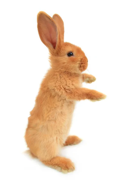 Standing fluffy rabbit — Stock Photo, Image