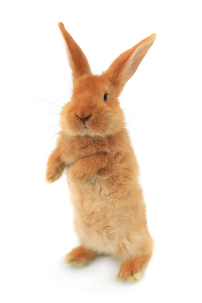 Tüylü tavşan ayakta — Stok fotoğraf